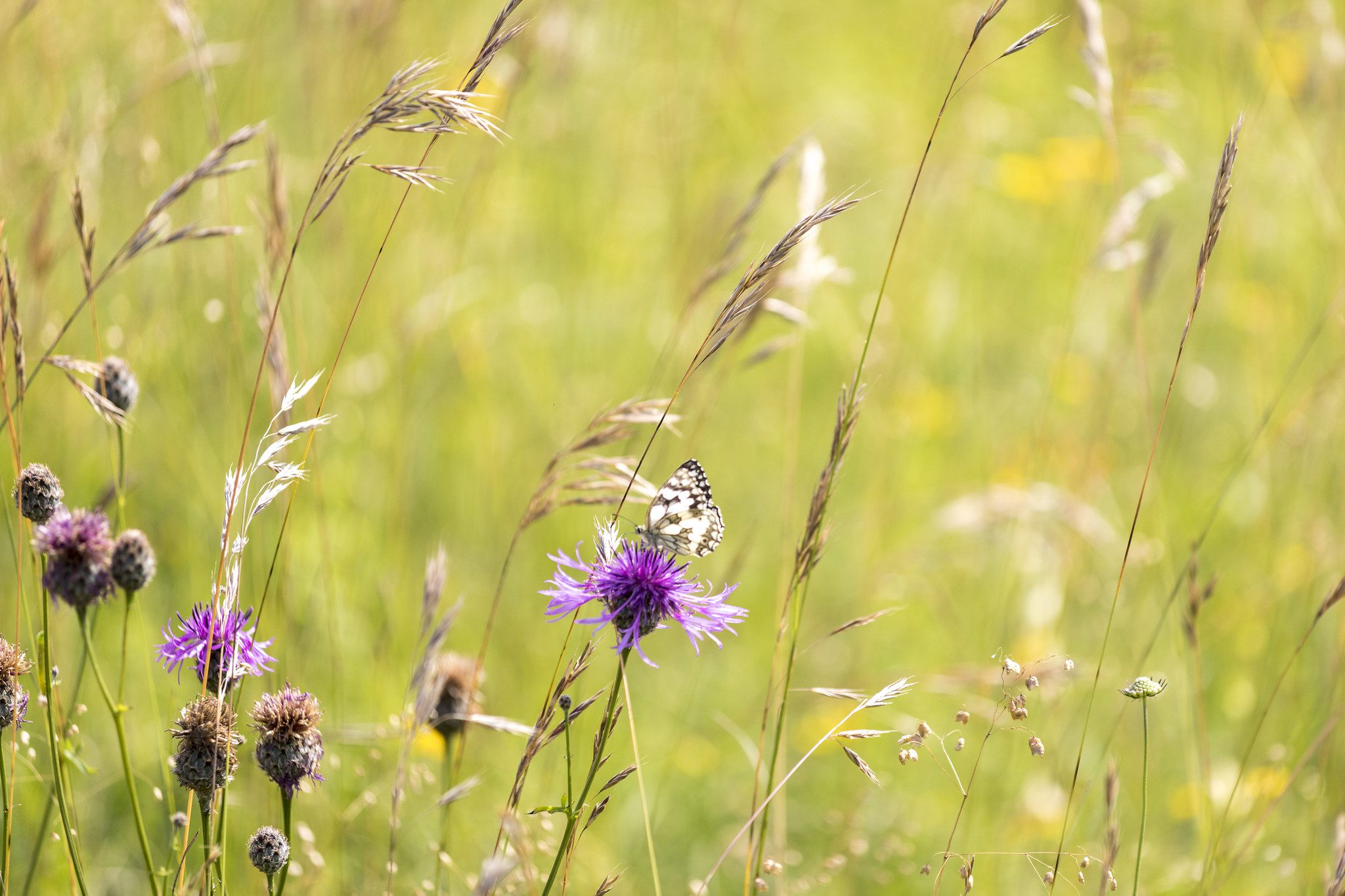 Marbled White Butterfly on a thistle in a meadow