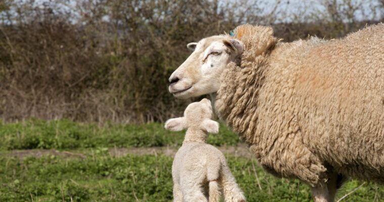 Close-up sheep and lamb, standing in a field.