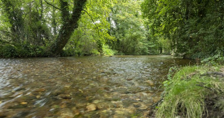 River Darent at Horton Kirby