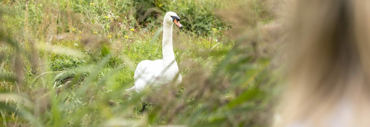 Child looking at swan in grassland.