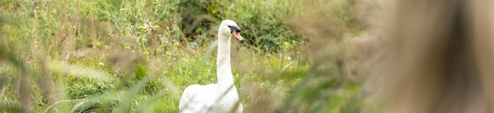 Child looking at swan in grassland.