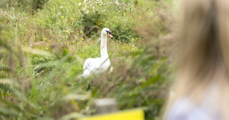 Child looking at swan in grassland.