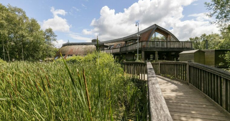 Board walk leading to wooden visitor centre with rushes