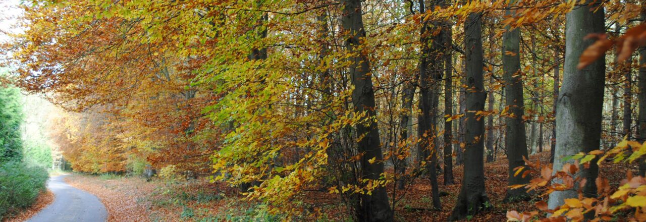 Road beside a woodland with autumn leaves on the floor and on the trees.