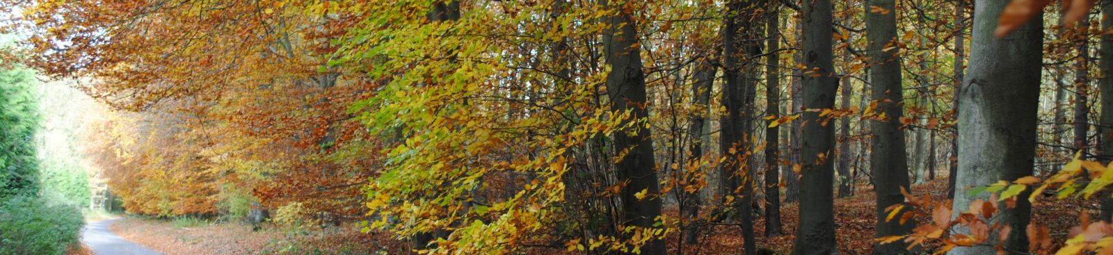 Road beside a woodland with autumn leaves on the floor and on the trees.