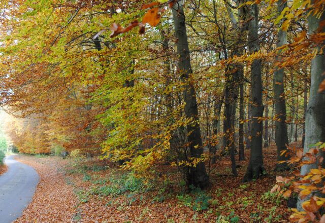 Road beside a woodland with autumn leaves on the floor and on the trees.