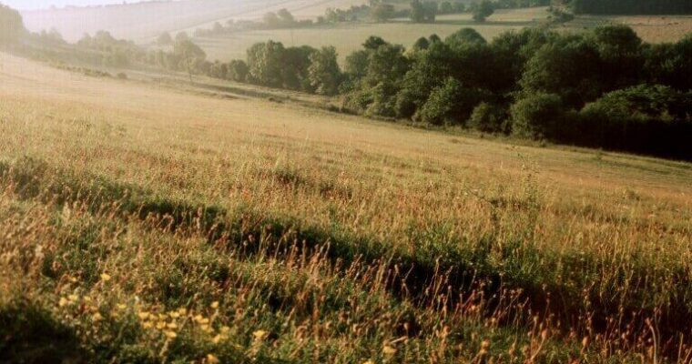 Grass fields with tree line and crop fields in distance.