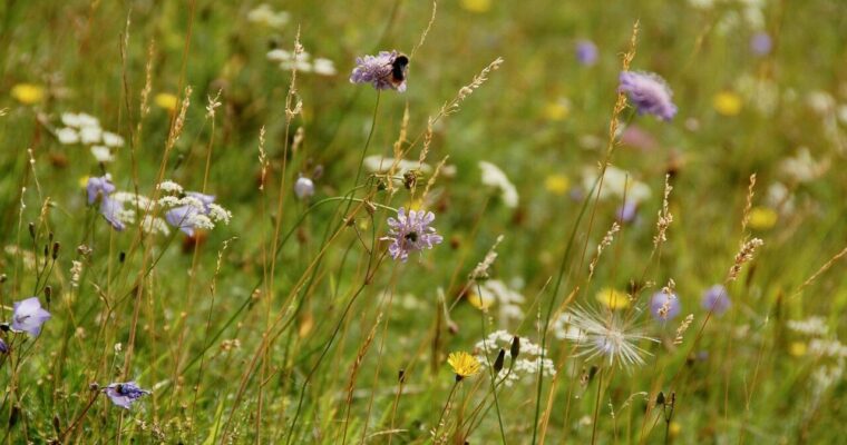 Close-up of flowers in a grass meadow.