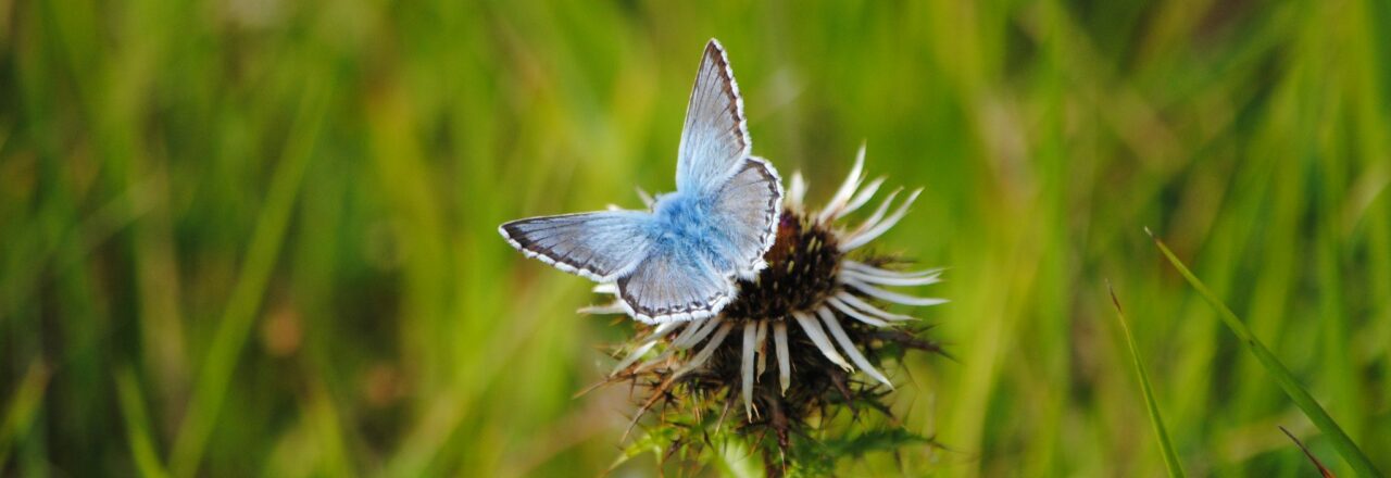 Common Blue butterfly on a thistle