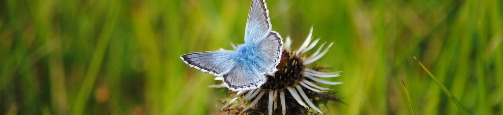 Common Blue butterfly on a thistle