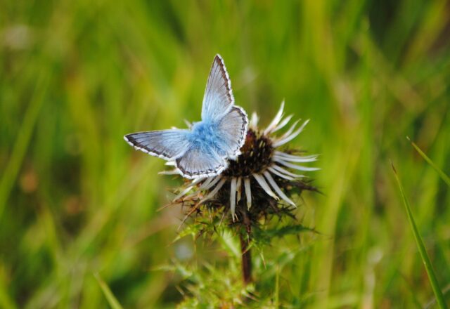 Common Blue butterfly on a thistle