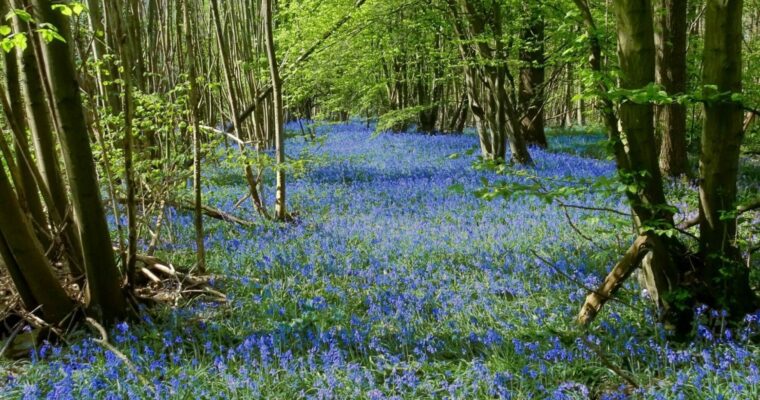 Bluebells in Swyre Woods, Cuxton