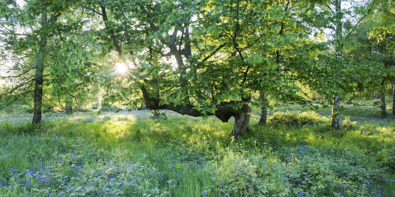 Ashenbank Wood