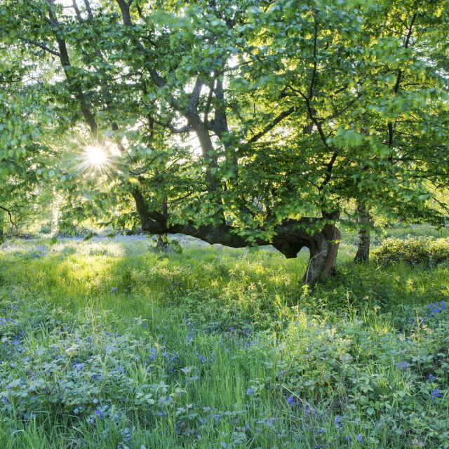 Ashenbank Wood