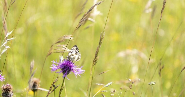 Marbled White Butterfly on a thistle in a meadow