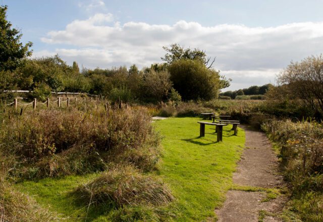 Benches on grass, with path and bushes along the edge. Trees in the distance.