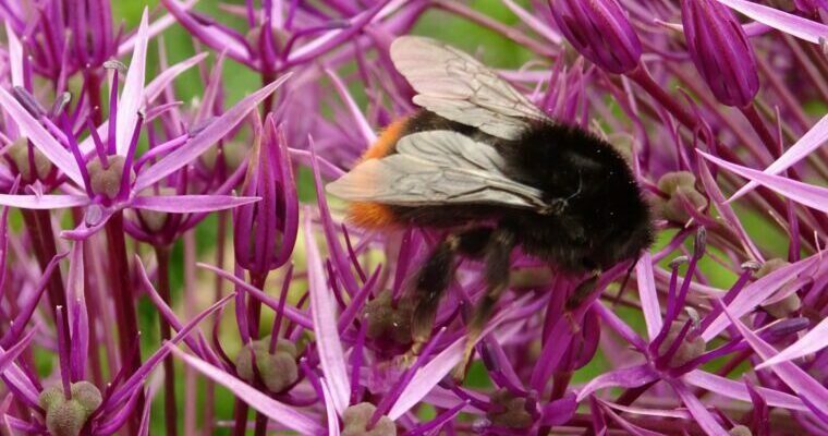 Red tailed bumblebee garden world bee day 2021