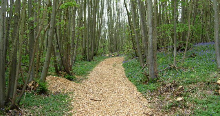 Wood chip path through woodlands. Tall trees and bluebells.