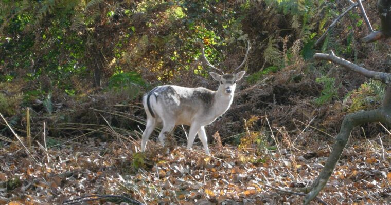 Deer at Knole Park, standing in woodland, looking towards camera, in autumn.