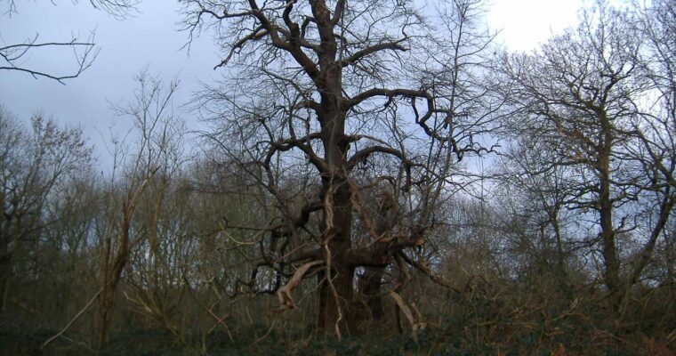 Oak tree in woodland. Blue sky, no leaves on trees.