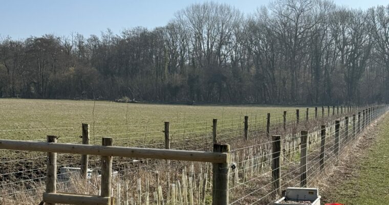newly planted hedges at brook farm
