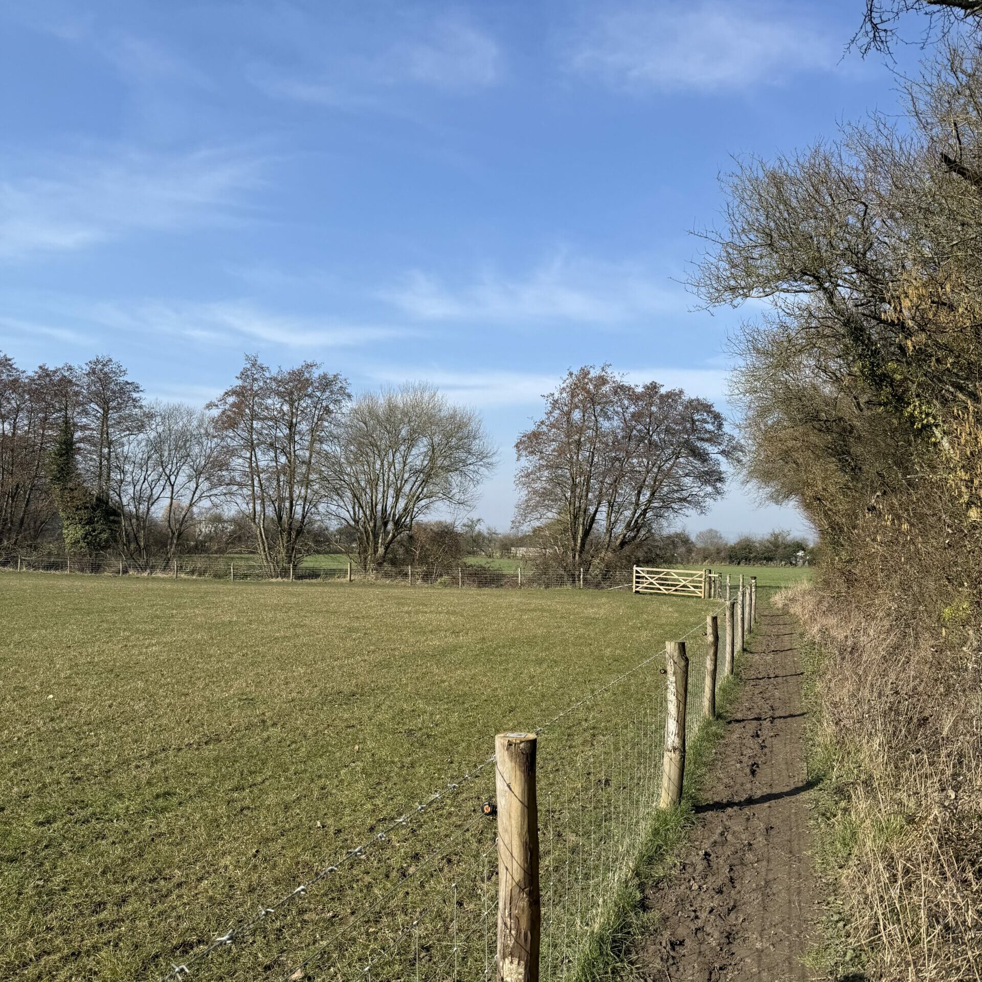 Newly planted hedgerows at Brook Farm, creating natural field boundaries, supporting wildlife, and promoting biodiversity.
