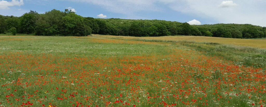 Poppies at ranscombe farm