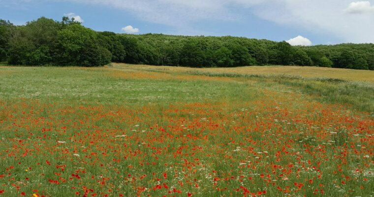 Poppies at ranscombe farm