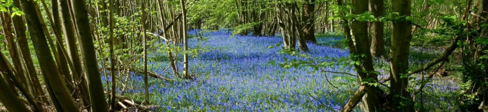A dense forest is carpeted with vibrant blue flowers, creating a striking contrast against the tall, slender trees. The trees have lush green foliage, indicating a spring or summer setting. Sunlight filters through the canopy, casting dappled light on the forest floor and enhancing the tranquil atmosphere. The scene feels serene and immersive, drawing attention to the natural beauty of the woodland.