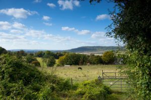 A grassy field at Fackenden Down with a single horse in the distance, grazing on the grass.