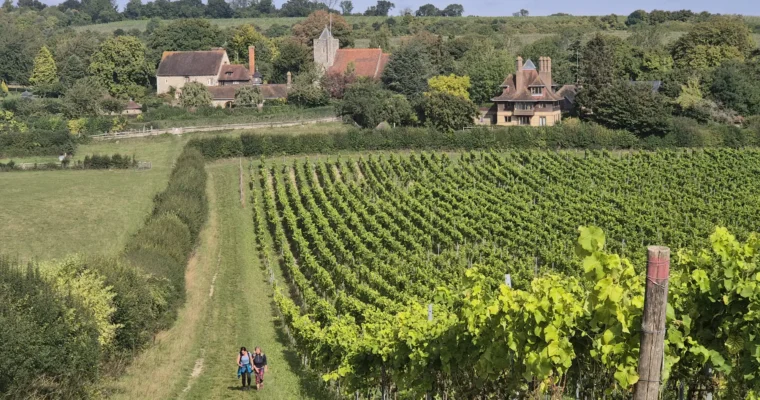 Views over silverhand estate vineyard