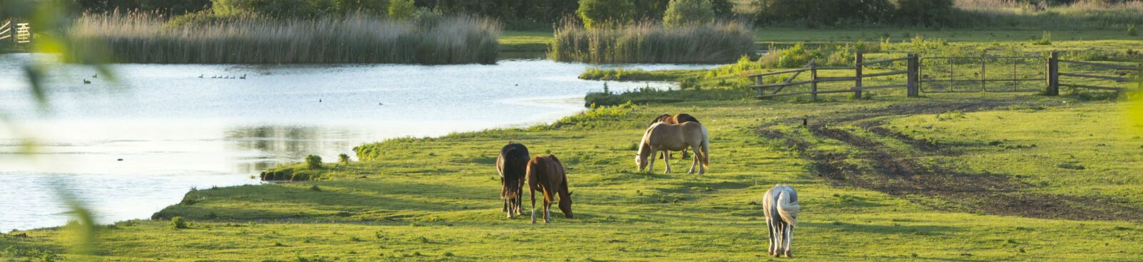 A group of horses grazing on grass near a calm water body with reeds in the background.