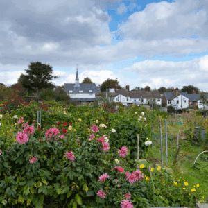 A cottage garden bursting with colourful flowers sits beneath a cloudy sky, with a church steeple and village houses in the background.