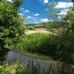 A clear stream winds through dense greenery and wild plants, with open fields and wooded hills rising gently in the distance beneath a bright summer sky.