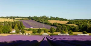 A sweeping lavender field in full bloom stretches across the foreground, with tree-lined hills and scattered farm buildings in the distance under a clear blue sky.