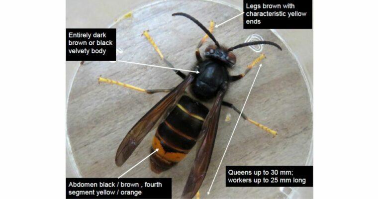 Credits: Asian Hornet Alert