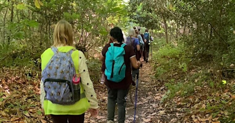 Walk Wild Wellbeing walk through a wooded path in Canterbury