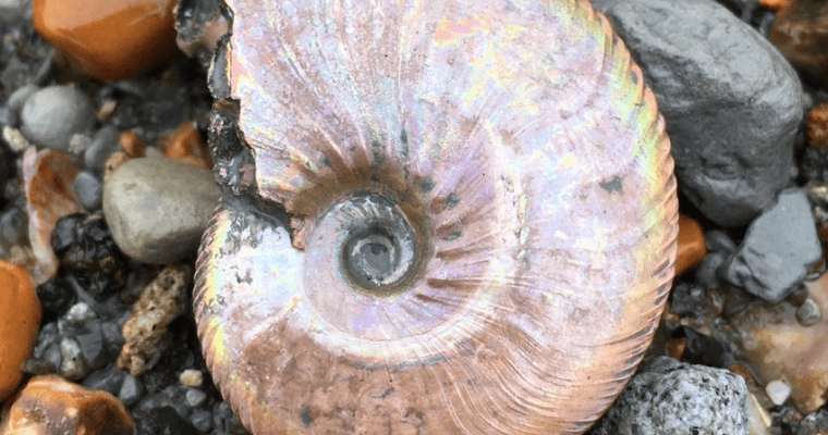 Folkestone Warren Fossil Foray
