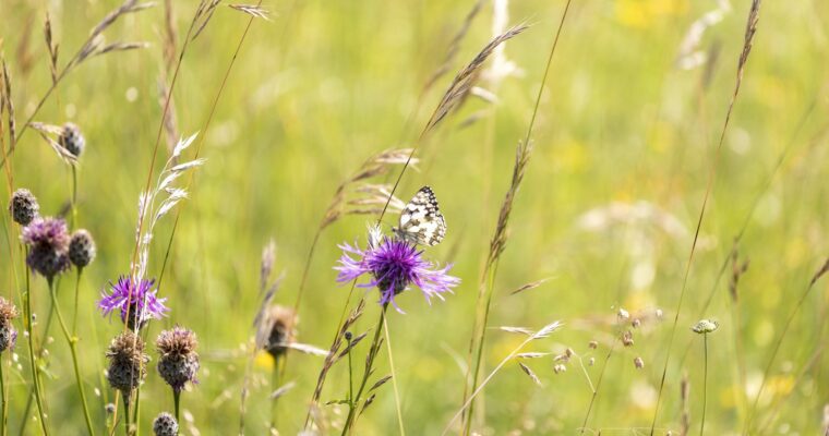 Marbled White Butterfly on a thistle in a meadow