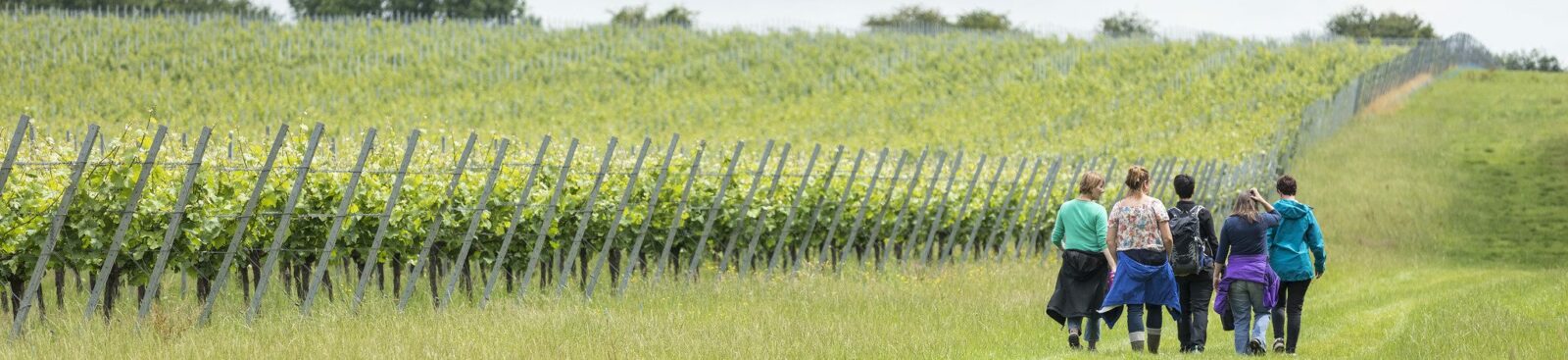 Kent Downs vineyards guide: where to taste the best English wines
