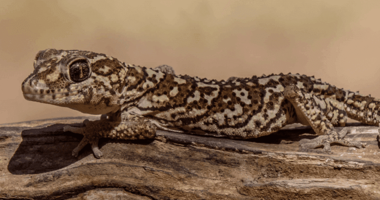 Close-up of brown speckled gecko on a wooden log.