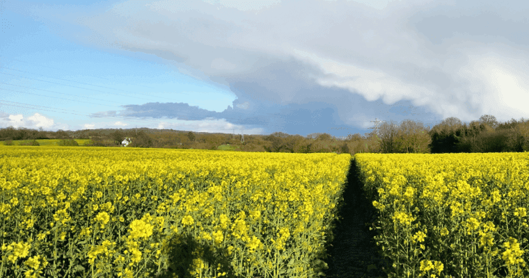 Field of yellow flowers with the Heart of Kent Walking Festival logo