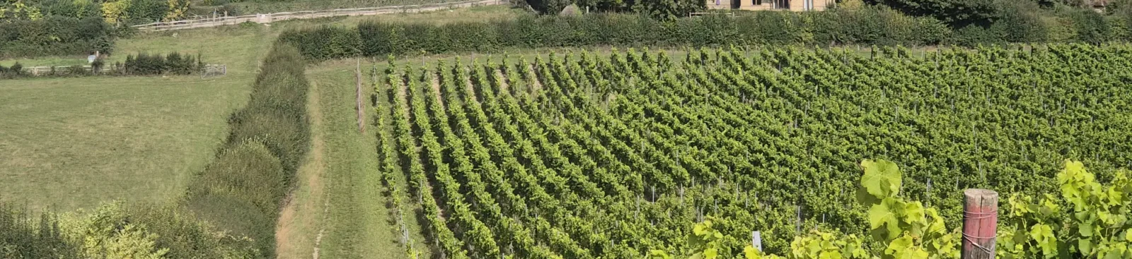 Views over silverhand estate vineyard
