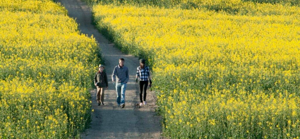 Couple walking through field through of yellow flowering crops