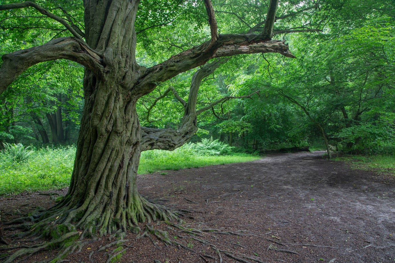 Wye crown