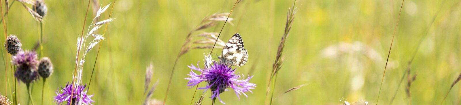Marbled White Butterfly on a thistle in a meadow