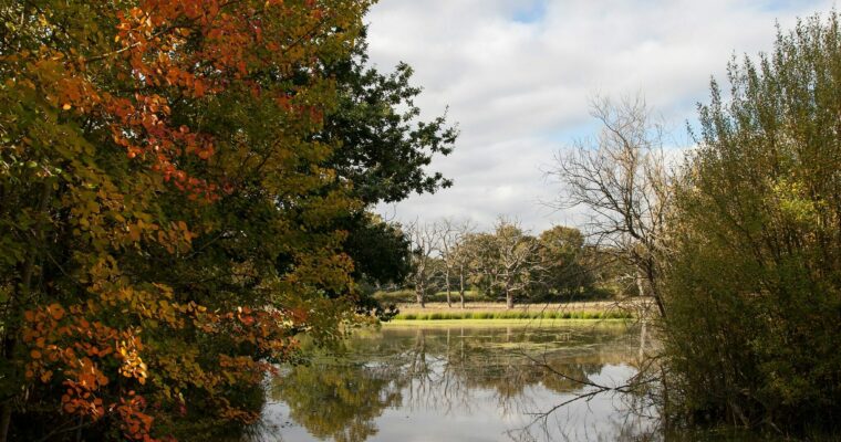 Calm pond with trees surrounding and view to fields.