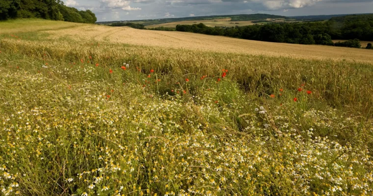 Stories from a Nature Reserve guided walk with naturalist Richard Moyse