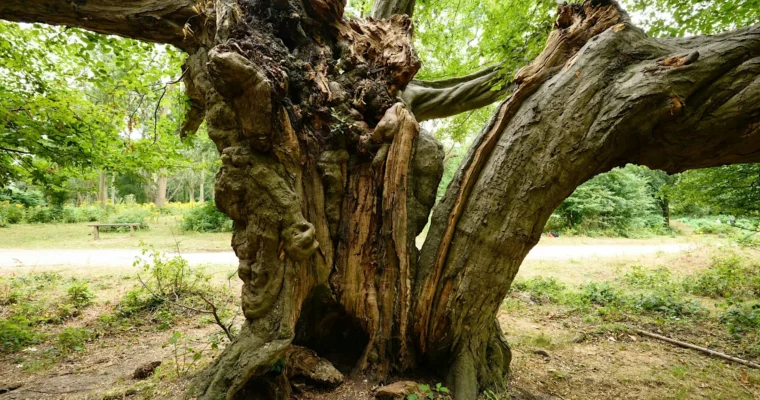 Veteran Tree at Cobham