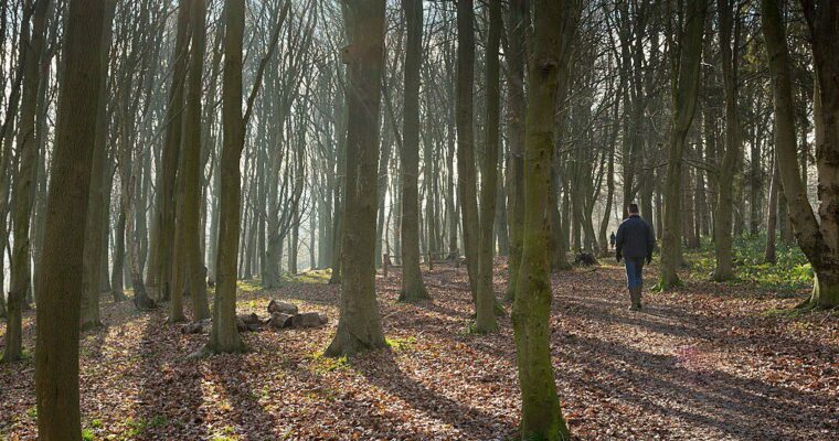 Person in distance walking through woods. Tall trees, with some blue sky showing and autumn leaves on floor.
